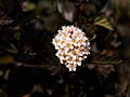 Physocarpus opulifolius Red Baron IMG_6925 Pęcherznica kalinolistna